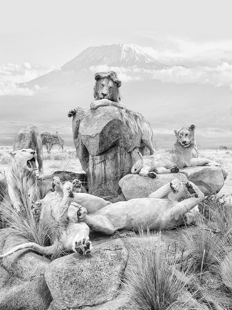 Lion Diorama